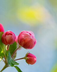 Pink apple blossom buds with soft pastel spring background
