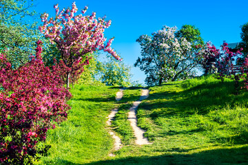 Spring landscape with blooming trees and dirt path under blue sky