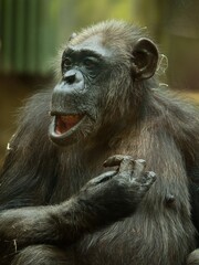 Chimpanzee in the zoo