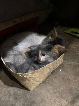 kitten in a basket