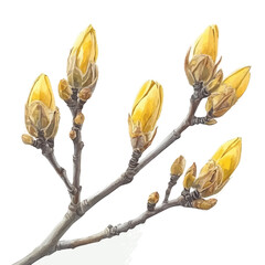 Spring Buds, clipart watercolor vector with gentle, isolated on a white background. © brixel