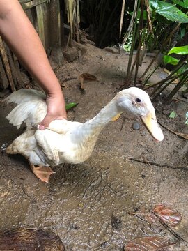 A close-up of a duck exploring its natural surroundings, full of character and rural charm.