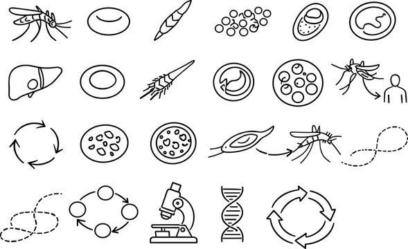 Line style icons of malaria plasmodium life cycle: mosquito silhouette, human blood cell, sporozoite, merozoite, gametocyte,