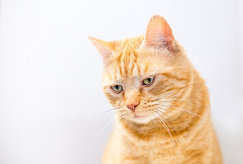 Fototapeta premium An orange tabby shorthair cat looking down