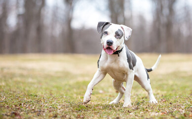 A playful American Bulldog mixed breed dog standing outdoors