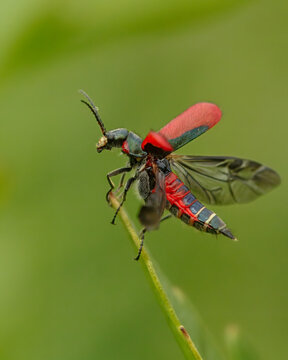 The scarlet malachite beetle is a species of soft-winged flower beetle, the scientific name is Malachius aeneus