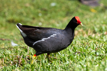 Obraz premium CORRIDA INTERNACIONAL DE SAO SILVESTRE 2025