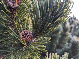 Fototapeta premium pine cones on a branch