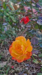 Beautiful orange and red rose flowers blooming in a garden close up nature background