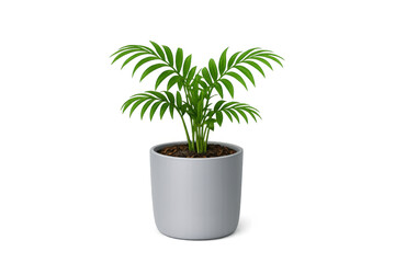 Obraz premium Potted chamaedorea elegans plant with green fronds, adding fresh indoor foliage and design element isolated on transparent background