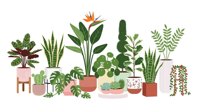 Assorted potted plants and flowers displayed on a white background from a straightforward viewpoint, showcasing diverse foliage and blooms.