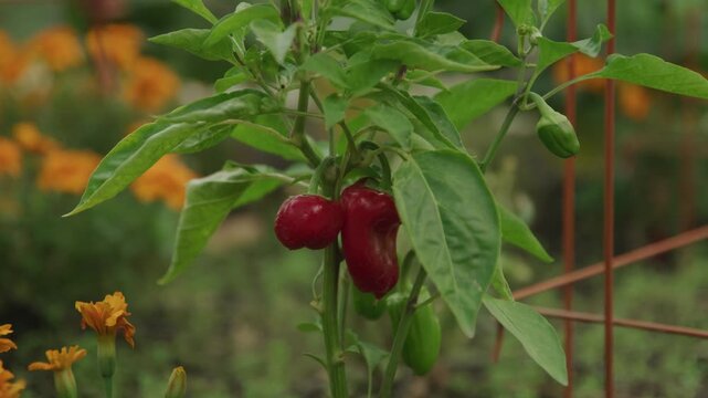 Slow motion close up of mini red peppers growing in garden