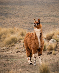 llama noroeste argetino © Andrea vikinga