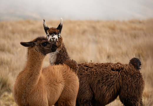 llamas mirando