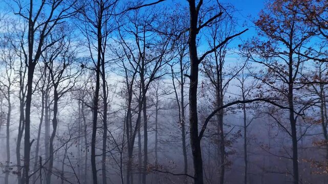 Revealing drone shot of a thick oak woods and a big misty valley beneath the hill. Winter scenery. 
