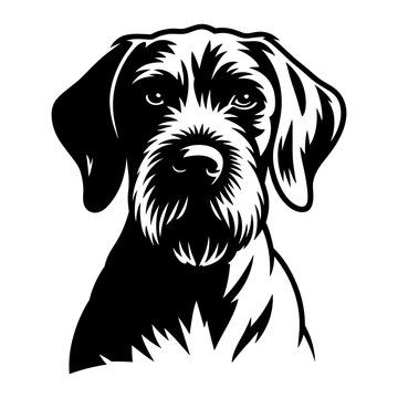 German Wirehaired Pointer Dog