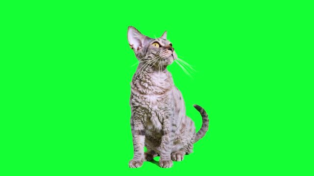 A 3D animated Devon Rex cat with its characteristic wavy fur and large ears sits calmly on a solid green background. This specialized asset is ideal for high-end digital character work and breed-speci