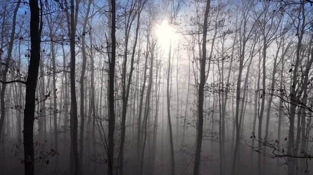Morning in the forest. Autumn / winter scenery in the forest. Oak trees backdrop, mist and sun rays. 