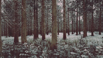 Fototapeta premium Tall trees stand gracefully in a snow covered forest, their branches lightly dusted with frost. Soft white blankets the ground, creating a serene winter scene.