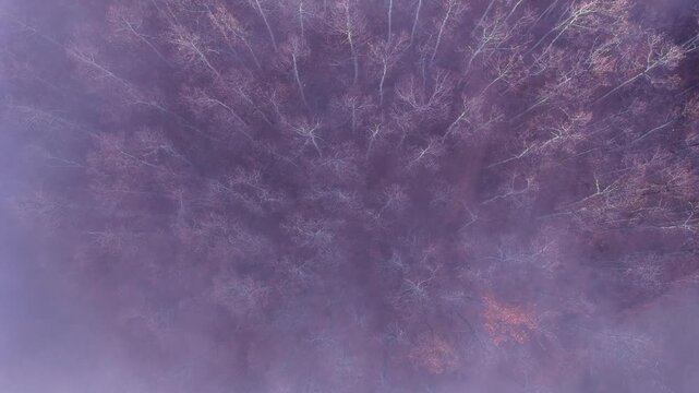 Drone shot over misty oak forest