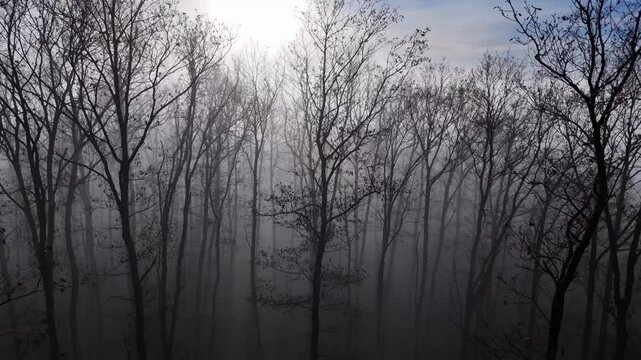 Misty morning sunrise in the thick oak forest, aerial shot. 