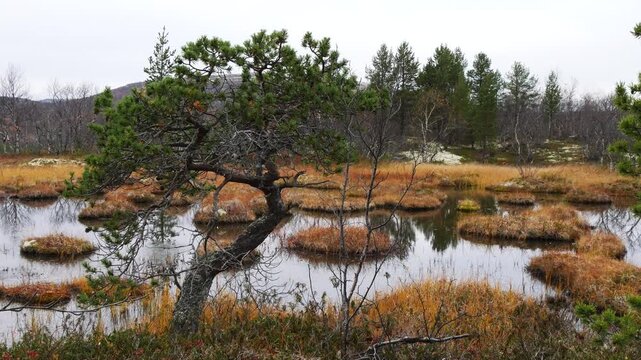 A typical landscape of the Lapland tundra on the Kola Peninsula with lakes and rocks in cloudy weather in late autumn. Sad autumn trees with leafless leaves.
