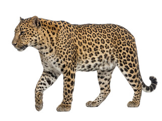 Fototapeta premium African leopard walking, side view, isolated on transparent background (PNG)