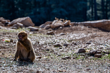 Obraz premium Monkey in Morocco