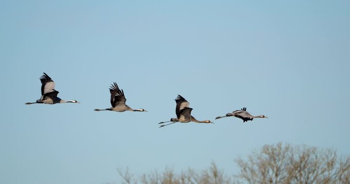 Flock of common cranes ( Grus grus ) in the Camargue, France
