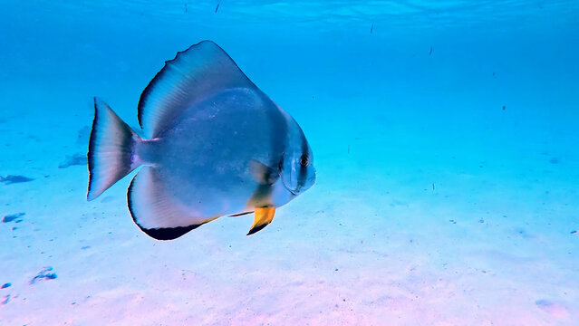 Luxury resort photos of seychelles tropical 
paradise islands with exotic fish under wave of 
clear water on seabed 
azure Indian Ocean with coral reef.