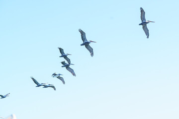 Pelicans flying in the sky, soaring gracefully above the water. A flock of large seabirds captured in mid-flight, showcasing natural behavior and freedom in a coastal or open-air environment