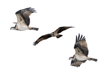 Obraz premium ミサゴの切り抜き画像