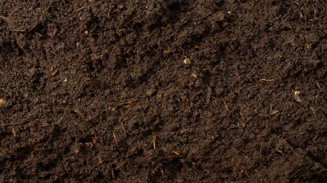 Vertical macro video showing moist, organically rich soil with visible texture and decomposed material. The composition reflects biological activity and natural processing by earthworms, ideal for