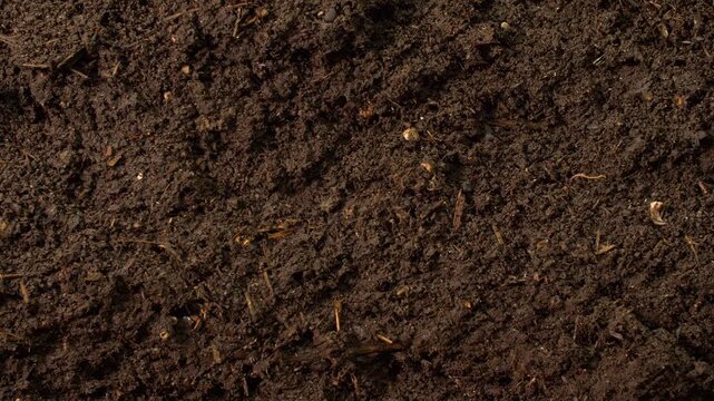 Vertical macro view with slow camera movement through a compost cross section in a controlled worm farm environment