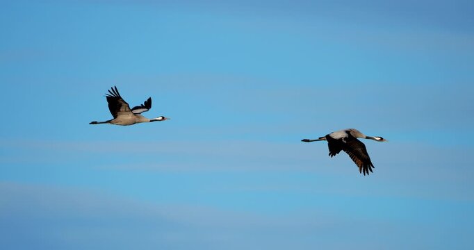 Flock of common cranes ( Grus grus ) in the Camargue, France