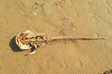 A dead fish skeleton at the edge of a river on a summer day.