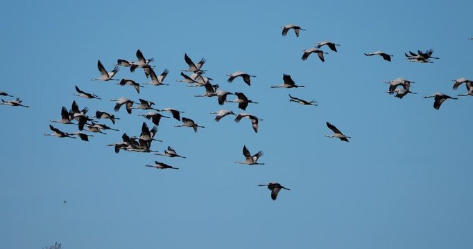 Flock of common cranes ( Grus grus ) in the Camargue, France