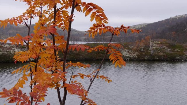 A small lake in the lapland tundra in cloudy weather in late autumn.