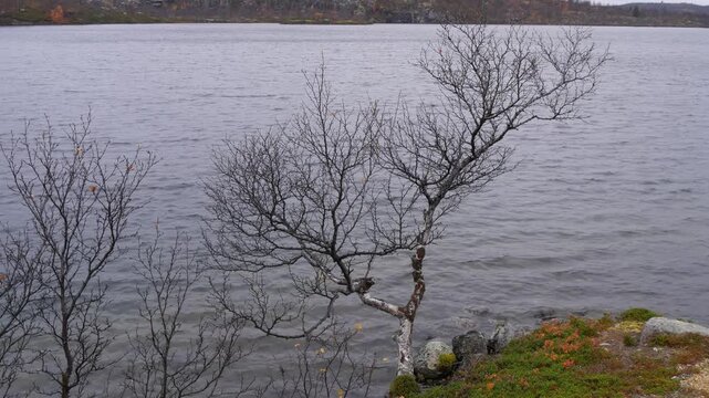 A small lake in the lapland tundra in cloudy weather in late autumn.