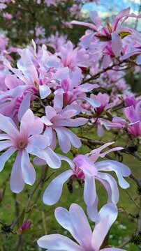 Pink magnolia flowers in garden, vertical video