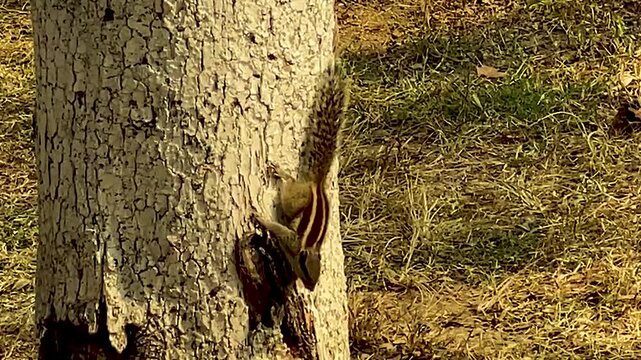 A closeup shot of an adorable grey squirrel (Sciurus carolinensis) jumping on the tree