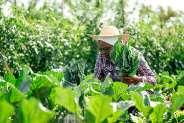 Senior African female farmer in a straw hat harvesting fresh organic leafy greens in a lush vegetable garden.