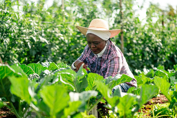 Senior African woman farmer in a straw hat and plaid shirt tending to organic leafy green vegetables in a sunny garden.