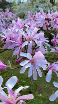Pink magnolia flowers in garden, closeup. Flowering Magnolia Tree Magnolia &times; loebneri 'Leonard Messel' . Star Blossoming Magnolia, Vertical video