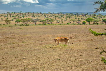 Naklejka premium leone, safari