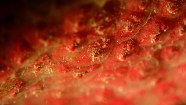 Colonial tunicate or ascidian, sea squirt (Symplegma brakenhielmi) extreme close-up undersea, Ligurian Sea, Italy, Imperia
