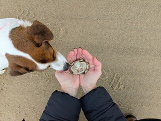 A North Sea beach. A small crab rests in a woman's palms. A Jack Russell terrier sniffs the crab nearby. View from above. © Viktoriia