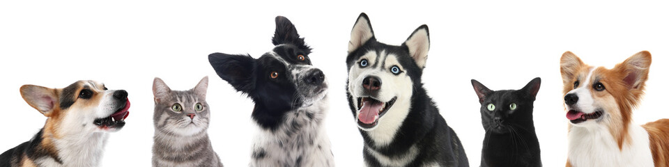 Dogs and cats looking at same point on white background