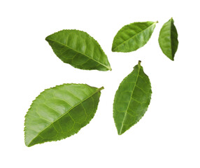 Obraz premium Green tea leaves flying in air on white background