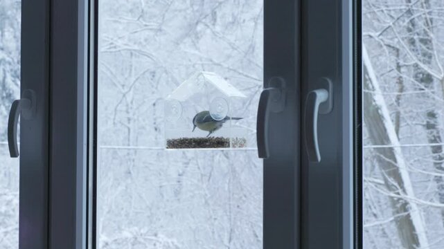 A titmouse clings to a feeder on a window and pecks seeds while a snowy yard stretches behind it. Symbolic contrast of cold landscape and warm act of feeding birds.